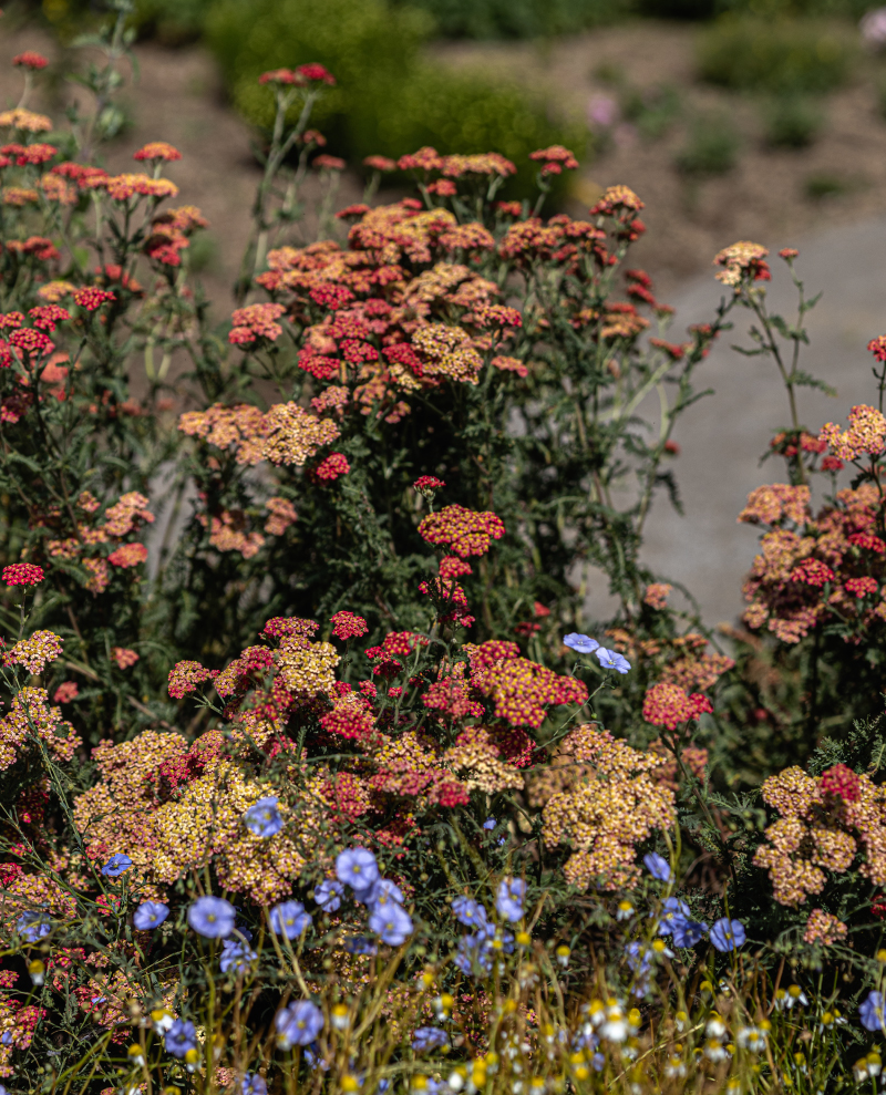 Bylinkarium Katov nedalo Velké Bíteše 