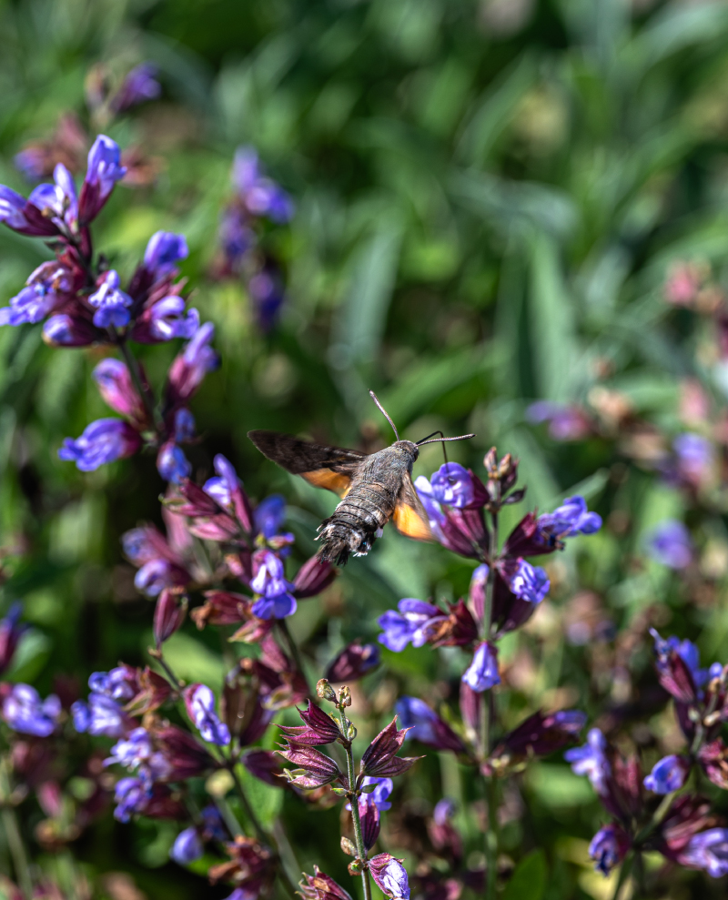 Čajovna v Bylinkariu Katov s nabídkou bylinkových čajů a regionálních produktů<br />
